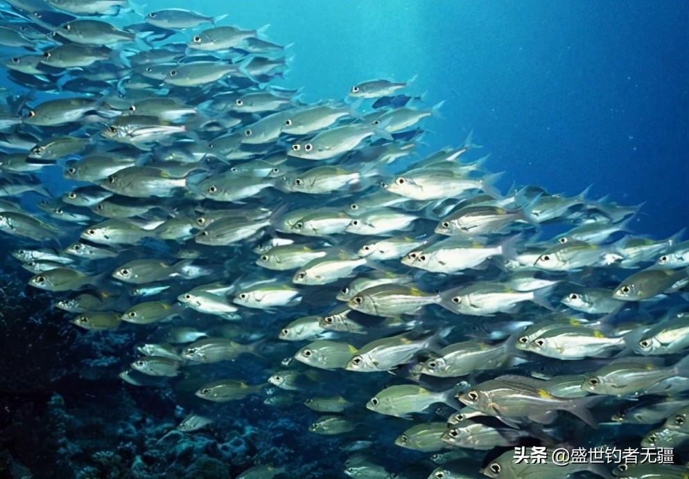 野钓诱鱼爆护小技巧,5个诱鱼技巧从此野钓只爆护