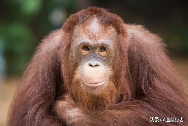 50种珍稀保护动物,为什么人类应该保护濒危物种