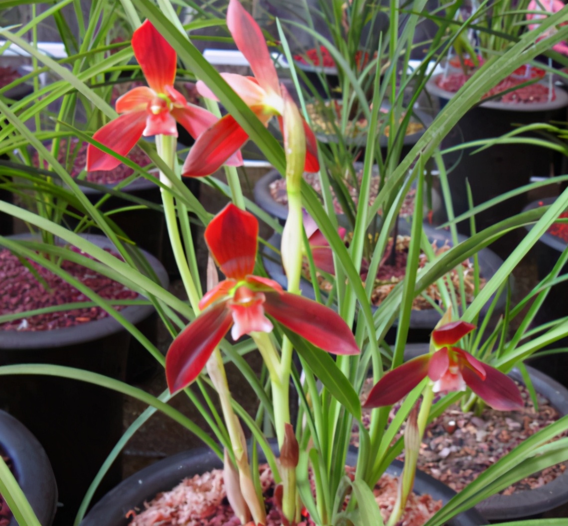 它被誉为“国兰第一红”，顶级红素，正格豆瓣，新手也能养好