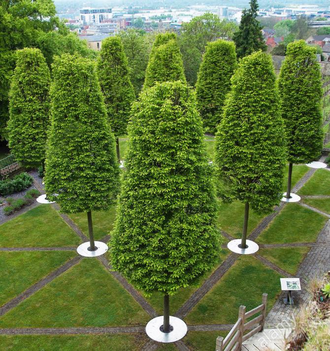 最有发展前景的绿化苗木品种,10种观赏性比较高的造型苗木推荐