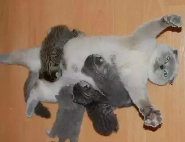 怀孕母猫如何照顾?怀孕期间及生产后的注意事项？