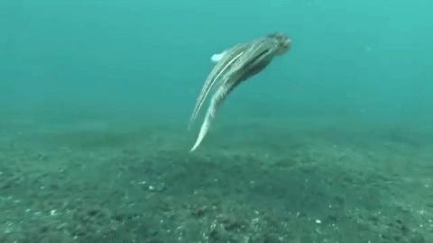 章鱼有9个大脑,章鱼有多聪明它有九个大脑