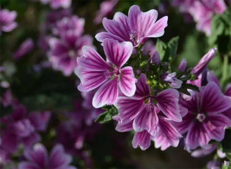 向女朋友道歉送什么花合适,给女友道歉送什么花合适呢