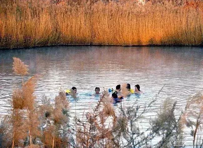 冬天来合阳，赏万顷芦荡，候鸟齐飞（组图）