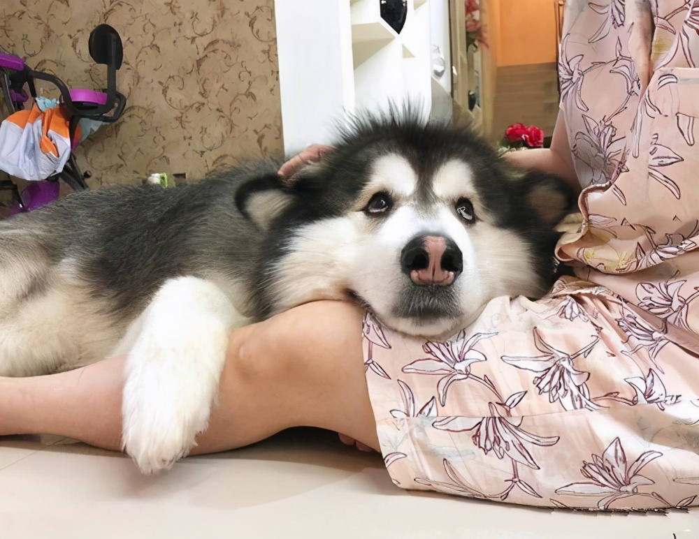 十大不掉毛体味轻的狗排名,干净不掉毛无体味的大型狗