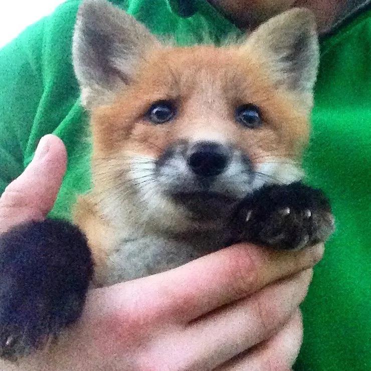 俄罗斯小哥救了兔狲,俄罗斯小哥救了只兔狲