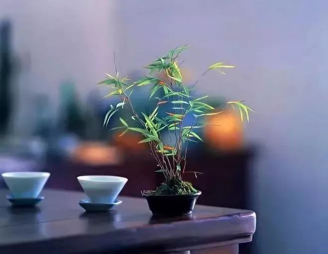 喝杯英山云雾茶静静，等等还未追上的灵魂