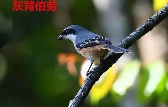 伯劳鸟饲养,没睁眼的伯劳怎样饲养