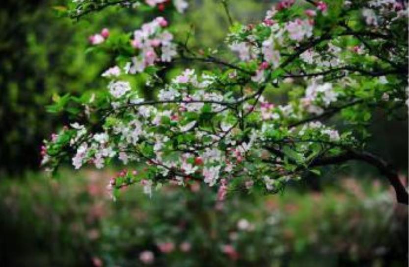 「原创诗词」黄河|梦里闲云去春曲入花耕（诗词五首）