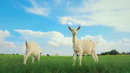 羊奶粉排名前十有哪些,羊奶粉排行前十名的有哪些
