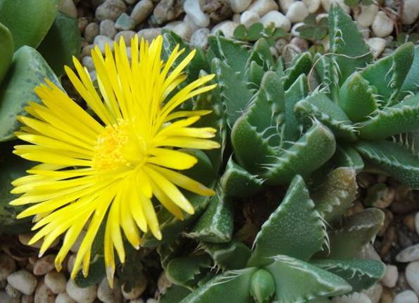 多肉四海波的图片,多肉植物四海波价格