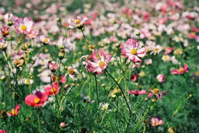 她的美是你无法企及的,她的美是不可方物的美