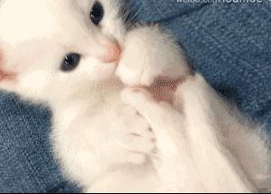 资深养猫人手把手教你养猫,新手养猫攻略养猫必备清单超全