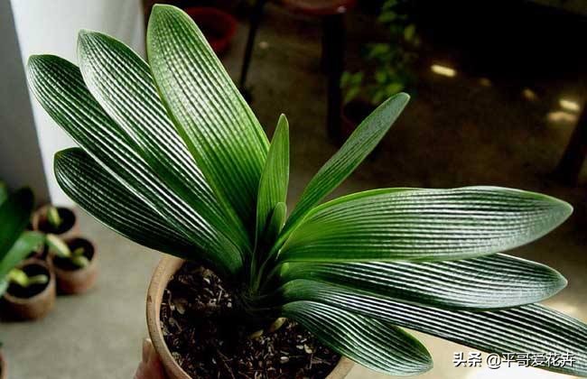 君子兰花的养殖方法和修剪,君子兰花开败后从哪里剪