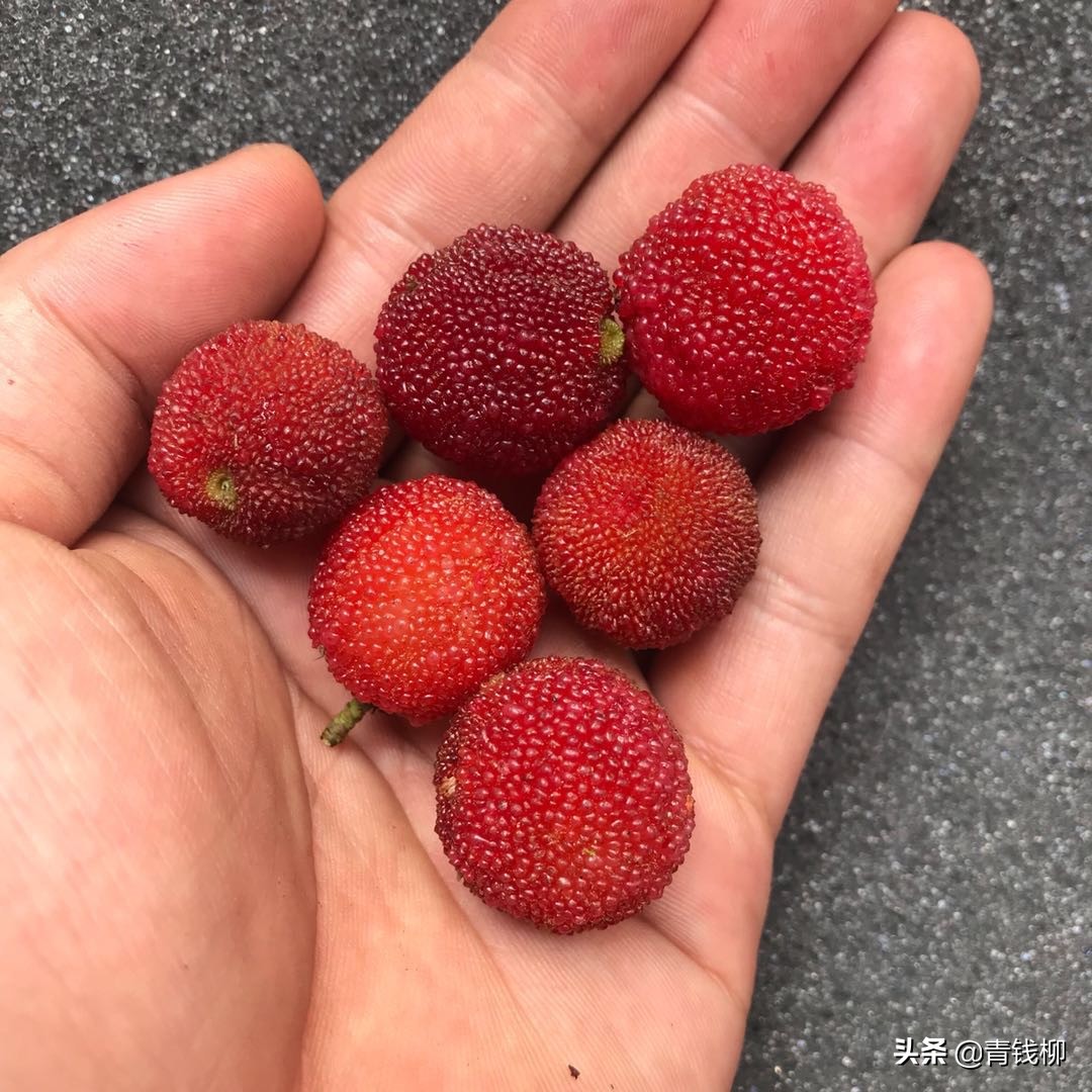 文成杨梅品牌介绍,东魁杨梅生产标准化规程