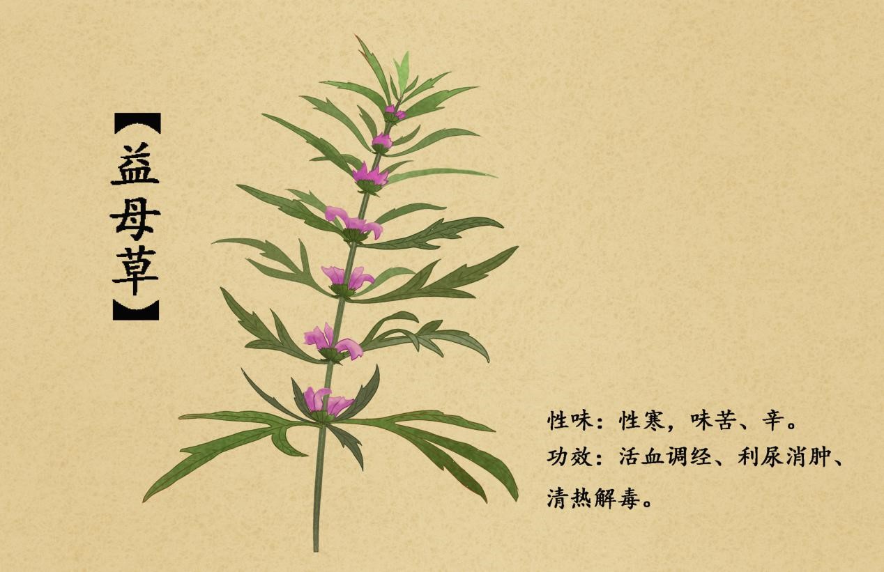 气血不足的女人要吃什么补气血,女性气血不足如何快速补气血