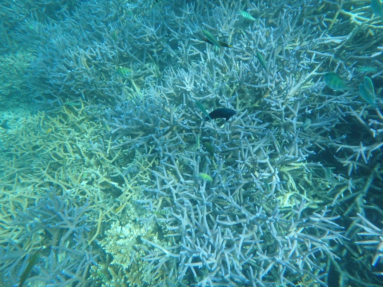 帕劳旅游十大攻略,帕劳上帝的水族箱