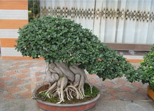 2种“镇宅树”，新年养1盆，“财运”越来越旺，观赏价值还高！