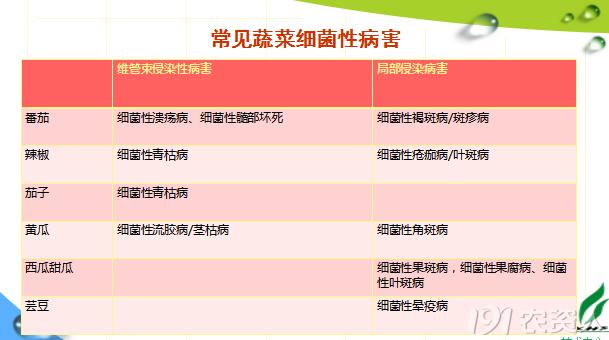 蔬菜细菌病图片大全,破解蔬菜病虫害之谜