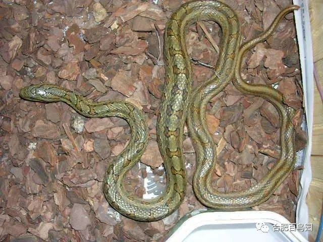 各种动物蛇类科普视频,蛇类科普介绍