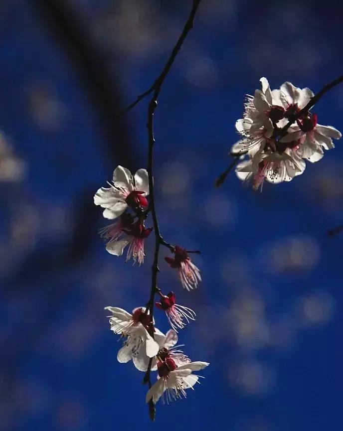 濡備綍鍖哄垎妯辫姳妗冭姳姊ㄨ姳鏉忚姳娴锋,妯辫姳妗冭姳鏉庤姳鏉忚姳濡備綍鍖哄垎