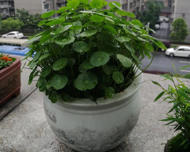 废弃水缸多肉植物造景,坛子种碗莲怎么种好看