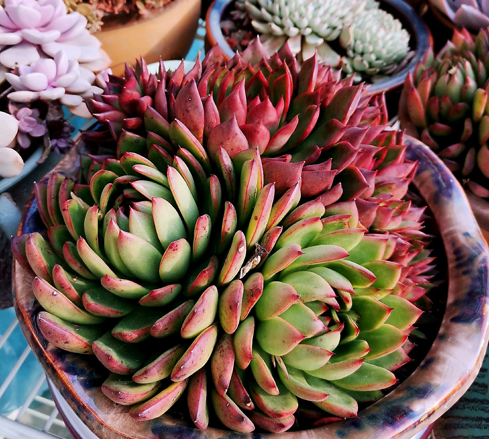 多肉被冬天的太阳晒伤了怎么办,多肉从室内搬到室外叶子晒伤了