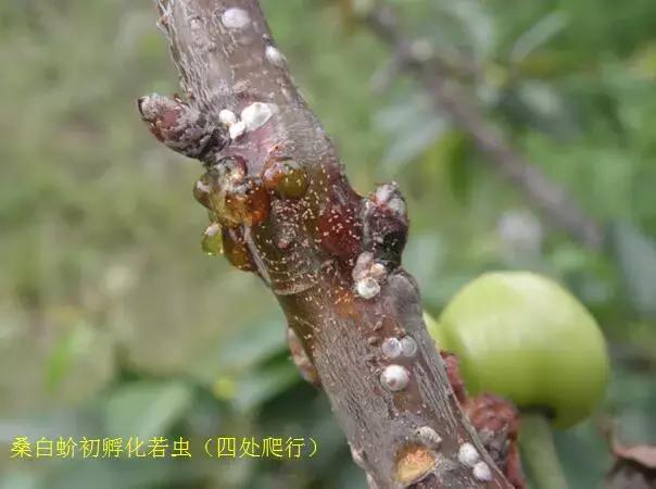 樱桃的常见病虫害及防治方法,樱桃常见虫害防治方案