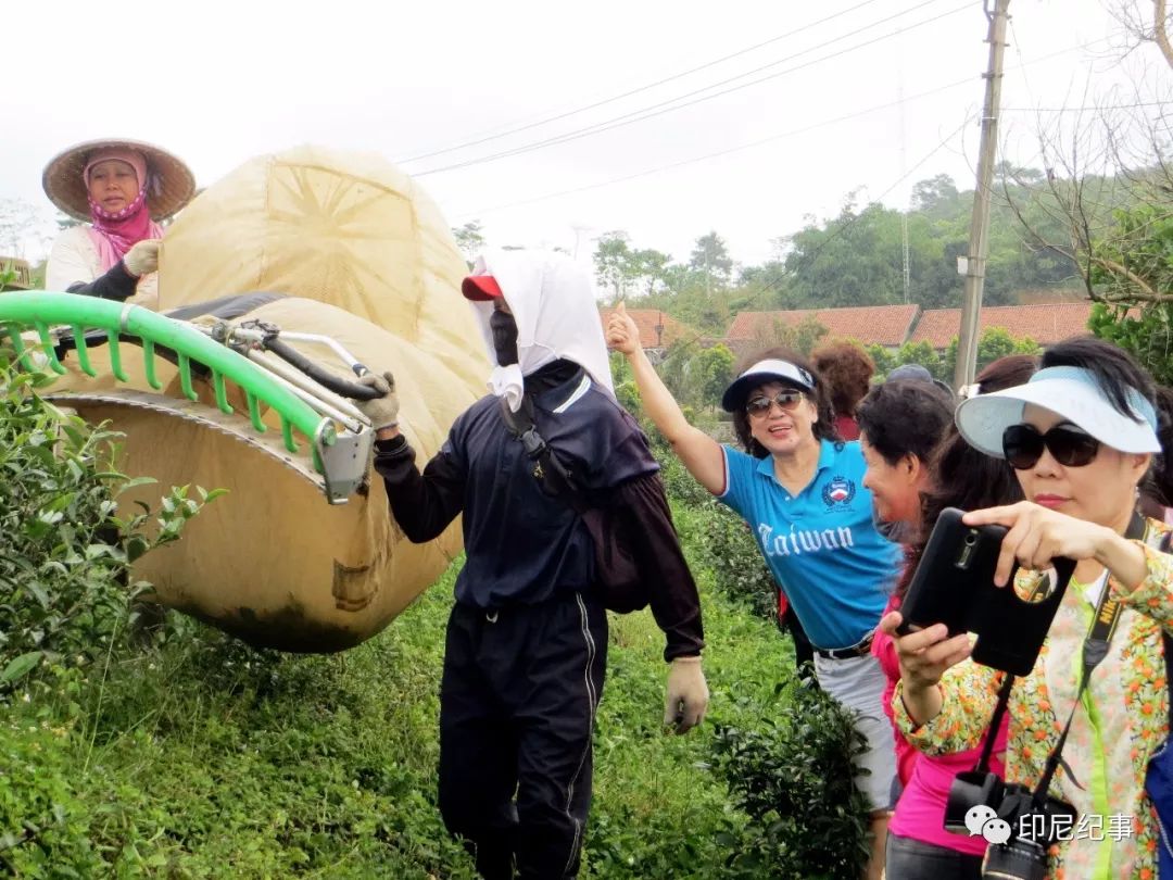 印尼苏门答腊乌龙茶特点,印尼苏门答腊乌龙茶