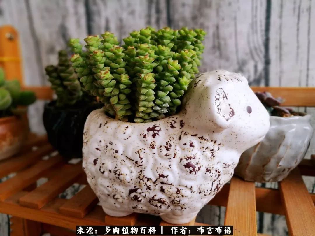 从多肉上感悟人生,多肉的真实生活感悟
