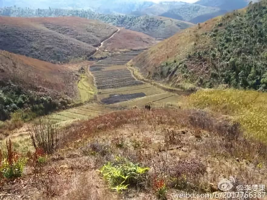 29岁不当记者，追随德国老公守护雨林，两女儿宛如天使，可不上学