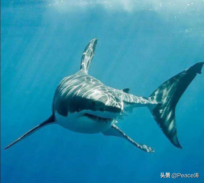 鲸鱼死了叫鲸落鲨鱼死了叫啥,鲸鱼死了沉到海底掉什么