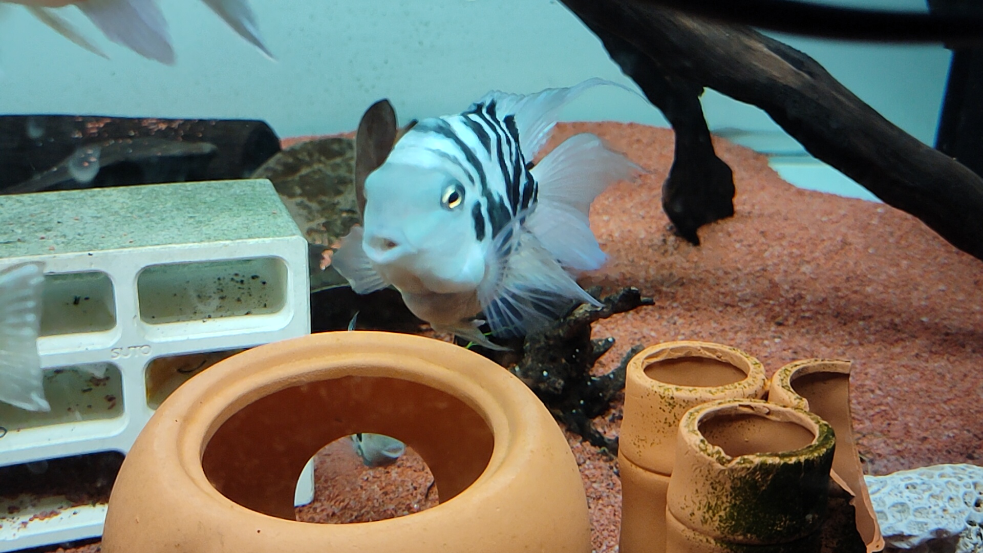 2至3厘米的迷你鹦鹉鱼怎么分公母,迷你鹦鹉鱼公母打架怎么繁殖