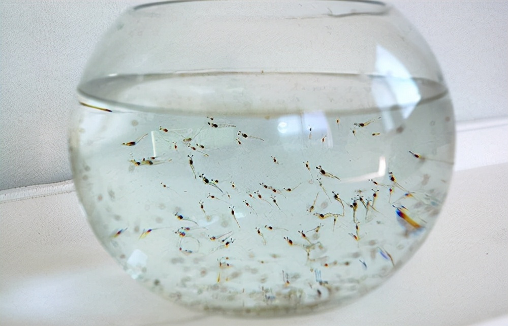 姚志刚养甲鱼,养甲鱼发家年赚一千万