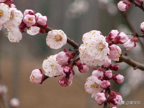 一月到十二月开什么花的诗,关于12个月份花的诗