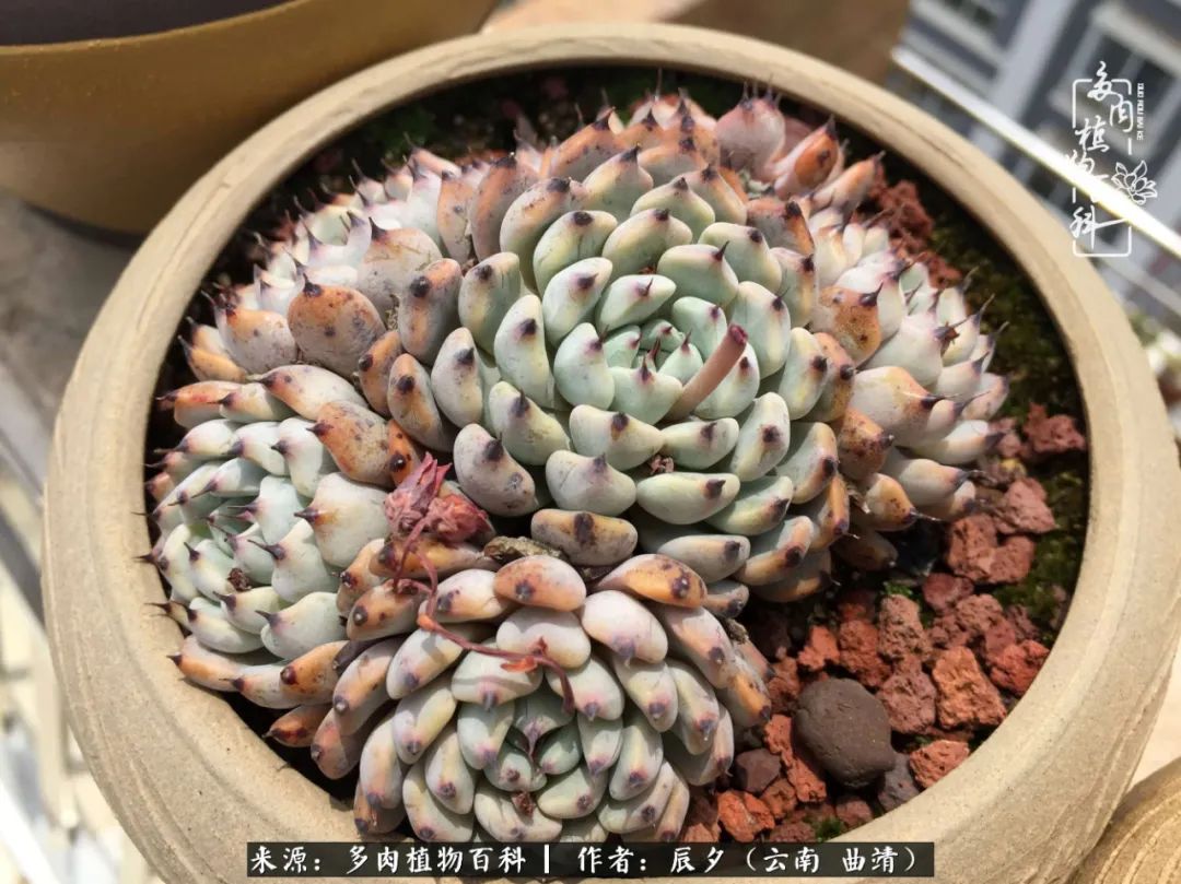 缂辩换鏃栨棊钁宠暏鐢熼,缂辩换鏃栨棊钁宠暏鐢熼鍑哄