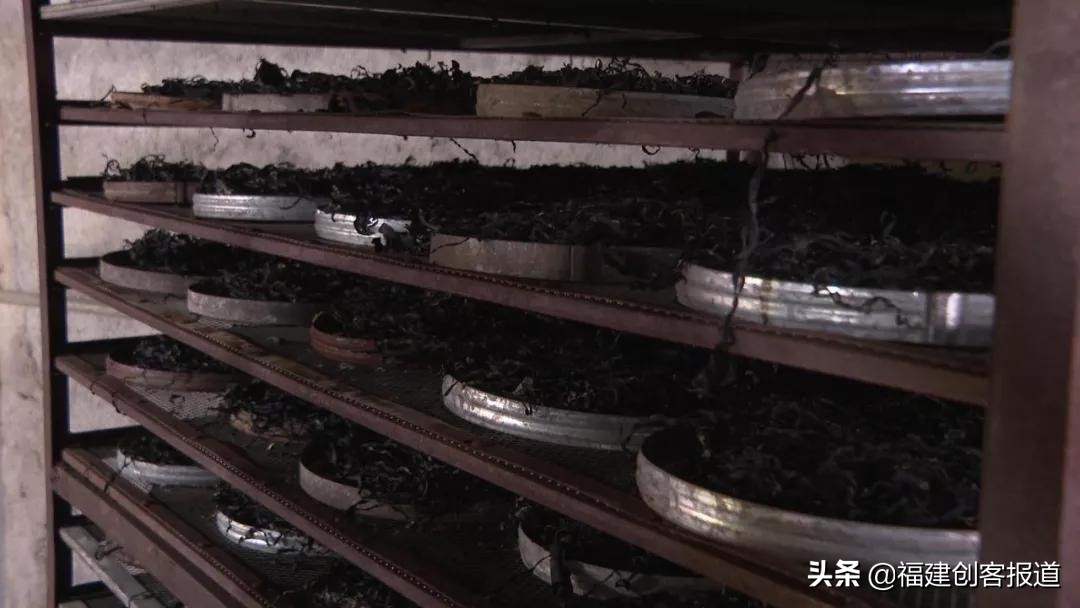 海带采收,海带收割最新视频