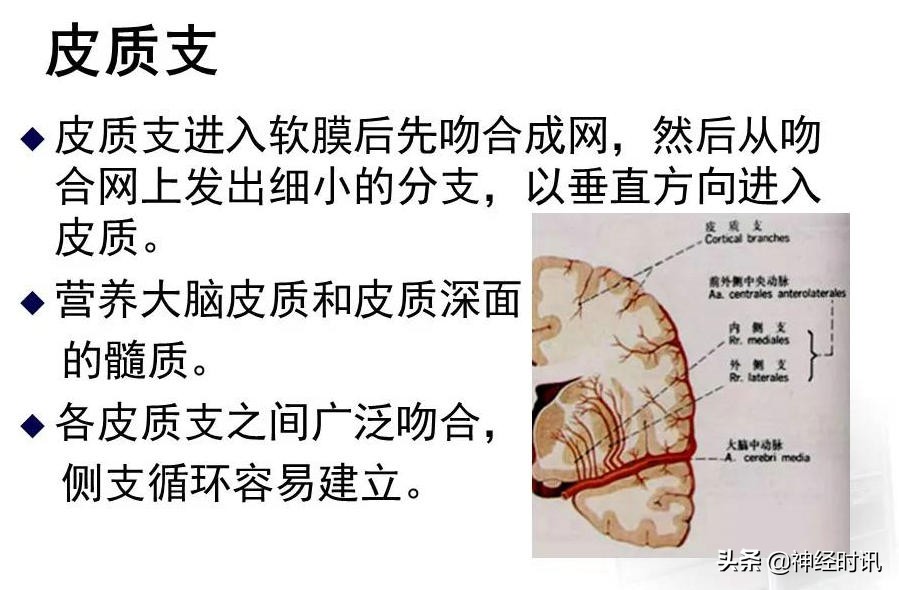 脑动脉解剖学讲解,基底节区脑血管解剖