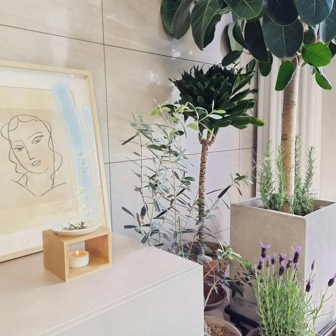 ins十大网红绿植,ins网红绿植大全