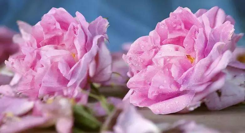 不做猕猴桃女孩是什么意思,不做猕猴桃女孩的图片