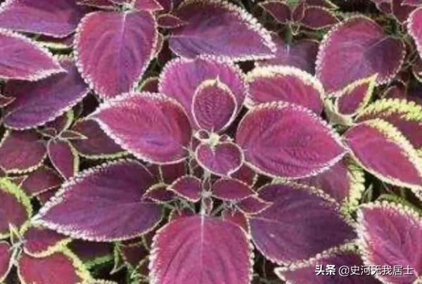 时光荏苒说的是紫苏吗,紫苏与时光荏苒