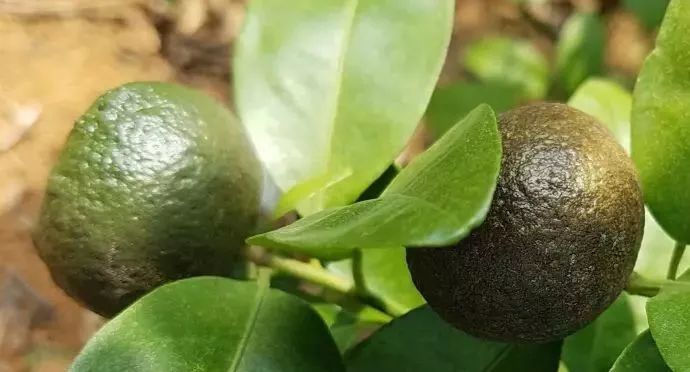 柑桔夏季高温高湿会产生什么病害,柑桔冬季急性炭疽病防治