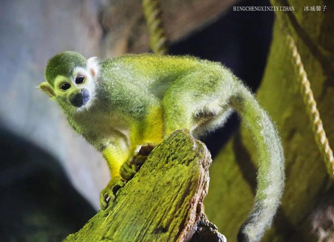 走进哈尔滨完整视频,走进哈尔滨海洋馆