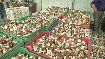 种植香菇一亩能产多少斤干货,农村大哥种18亩地