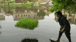 臭水塘变清水塘,臭水塘改导致景观