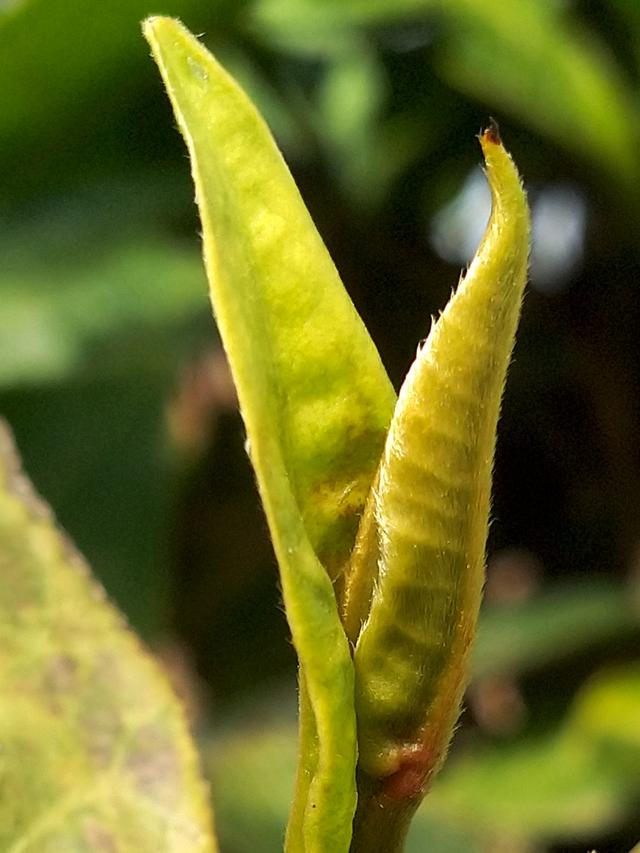 普洱茶春茶辨别方法有哪些,如何辨别普洱茶是春茶还是夏茶