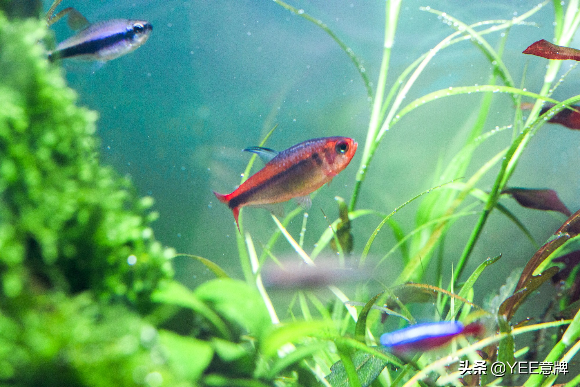 热带鱼硝化盐中毒,观赏鱼硝化细菌放多了有危害么