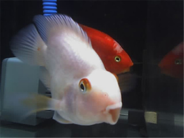 红鹦鹉鱼种类,红白鹦鹉鱼种类