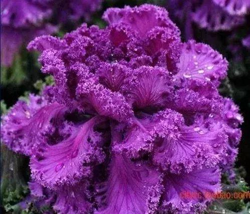 叶牡丹羽衣甘蓝,多头叶牡丹羽衣甘蓝