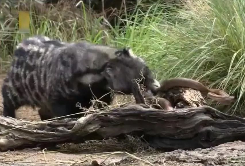 狗獾咬死平头哥,狗獾到底有多可怕